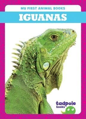 Iguanas 1