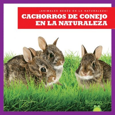 Cachorros de Conejo En La Naturaleza (Rabbit Kits in the Wild) 1