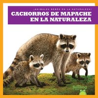bokomslag Cachorros de Mapache En La Naturaleza (Raccoon Cubs in the Wild)