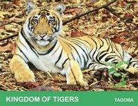 bokomslag Kingdom of Tigers - Tadoba