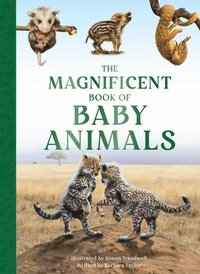 bokomslag The Magnificent Book of Baby Animals