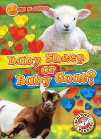 bokomslag Baby Sheep or Baby Goat?