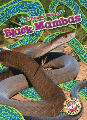 bokomslag Black Mambas