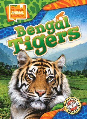 Bengal Tigers 1