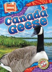 bokomslag Canada Geese