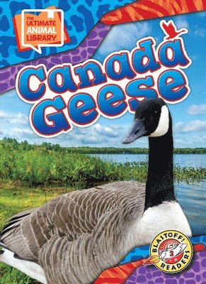 Janie Scheffer - Canada Geese, Inbunden