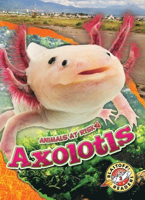 bokomslag Grack, R: Axolotls