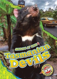 bokomslag Tasmanian Devils