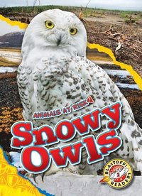 bokomslag Snowy Owls