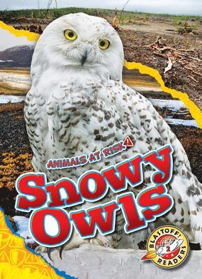 bokomslag Snowy Owls