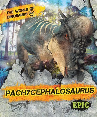 Pachycephalosaurus 1