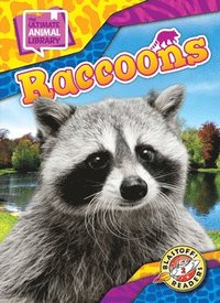 bokomslag Raccoons