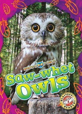 Saw-Whet Owls 1
