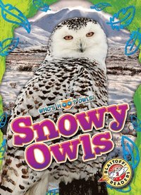 bokomslag Snowy Owls
