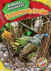 bokomslag Bowerbirds