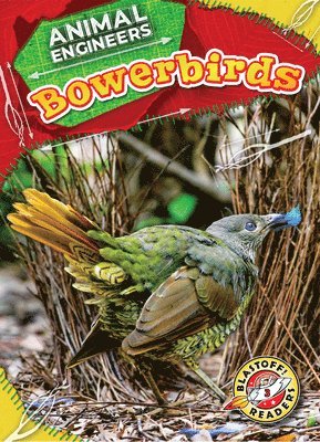 Bowerbirds 1
