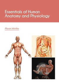 bokomslag Essentials of Human Anatomy and Physiology