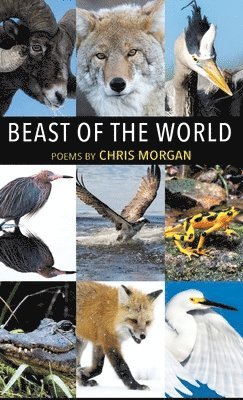 bokomslag Beast of the World