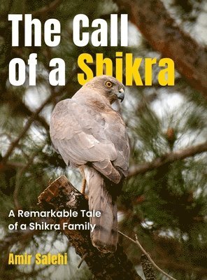 The Call of a Shikra 1