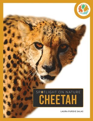 Cheetah 1