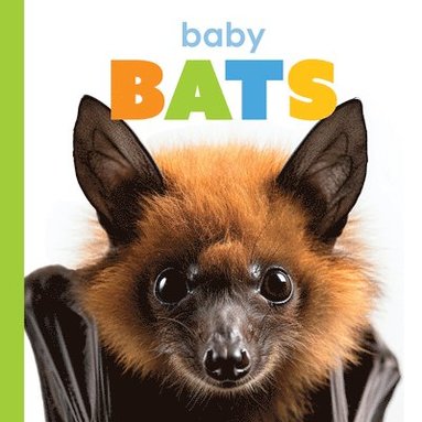 bokomslag Baby Bats