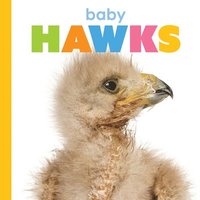 bokomslag Baby Hawks