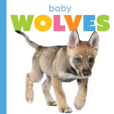 Baby Wolves 1