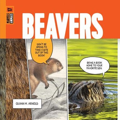 bokomslag Beavers