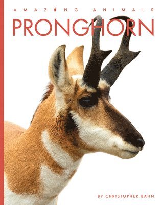 bokomslag Pronghorn