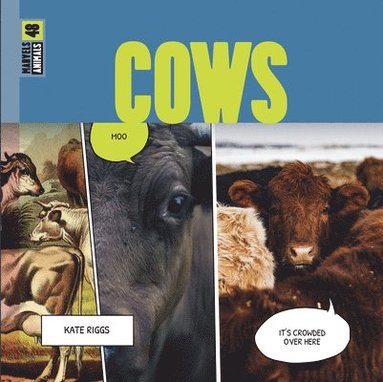 bokomslag Cows