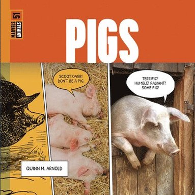 bokomslag Pigs