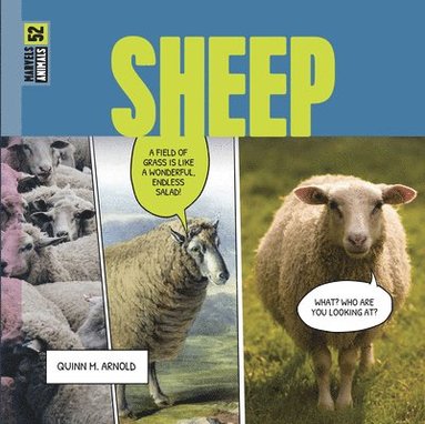 bokomslag Sheep