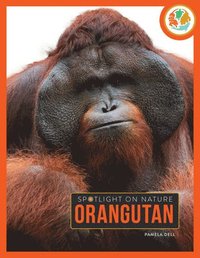 bokomslag Orangutan