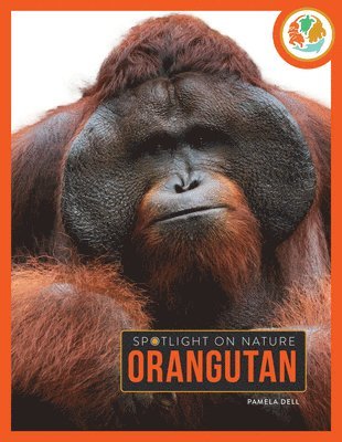 bokomslag Orangutan