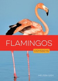 bokomslag Flamingos