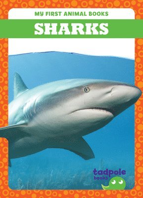 bokomslag Sharks