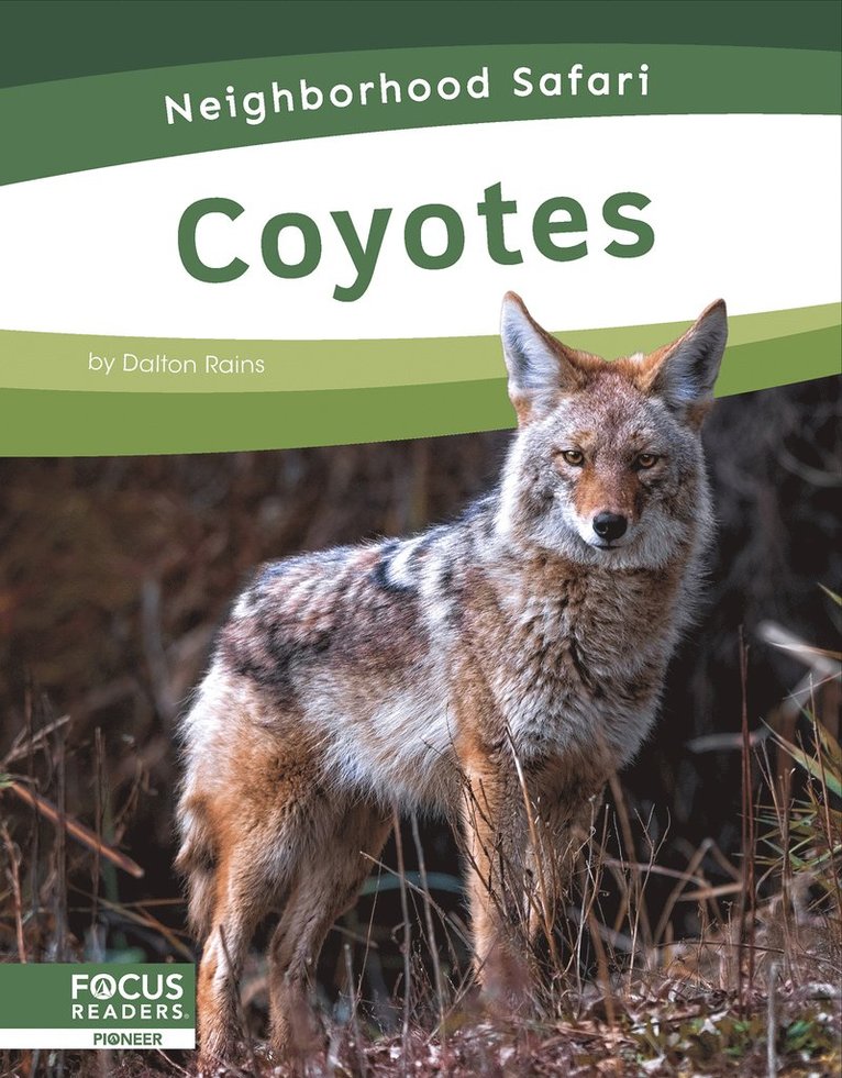 Coyotes 1