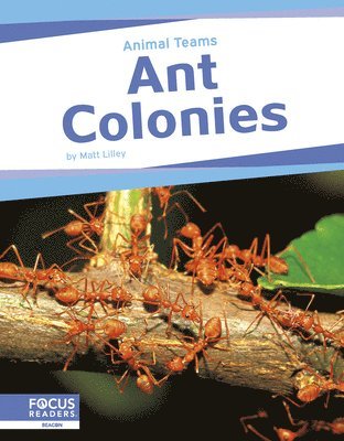 bokomslag Animal Teams: Ant Colonies