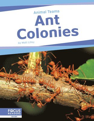 bokomslag Ant Colonies