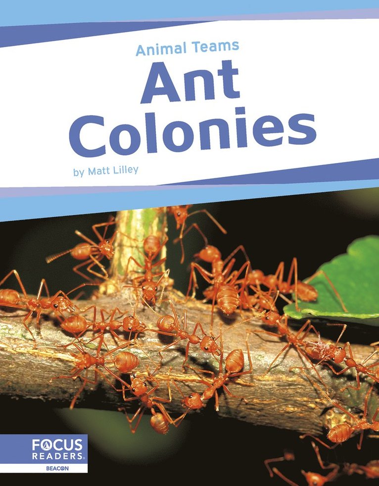Matt Lilley - Ant Colonies, Häftad