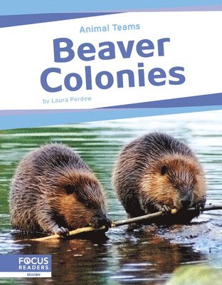 Beaver Colonies 1