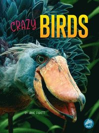 bokomslag Crazy Birds