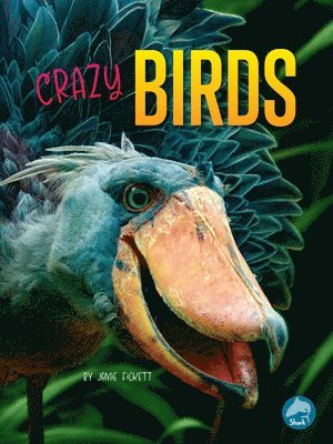 Crazy Birds 1