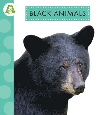 Black Animals 1