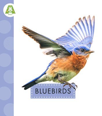 Anastasia Suen - Bluebirds, Inbunden