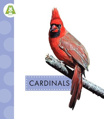 Anastasia Suen - Cardinals, Inbunden