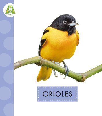 Anastasia Suen - Orioles, Inbunden