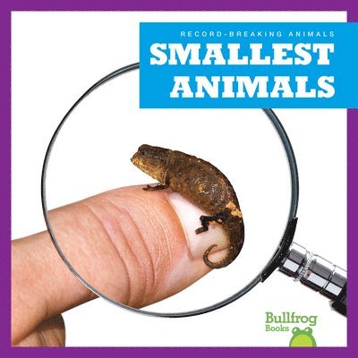 Smallest Animals 1