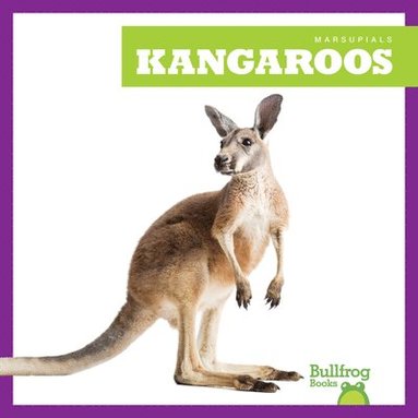 bokomslag Kangaroos