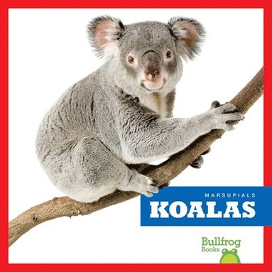 bokomslag Koalas